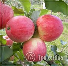 Особенности выращивания яблони