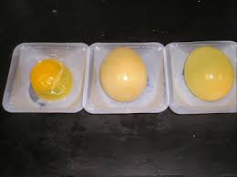 Measure the circumference at the fattest part, and the mass of the two eggs. Lab 1 Egg Osmosis And
