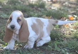 A basset hound can smell almost as well as a bloodhound. Jolts Basset Hound Puppy 615932 Puppyspot