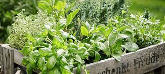 Grow Herbs For Profit The Best Herbs
