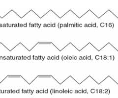 metabolism of tary lipids flashcards