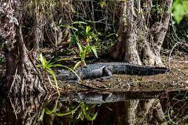 Do Alligators Have Predators? | Swamp Fever
