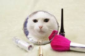 cat eyeliner stock photos royalty free