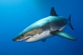 Man seriously injured after shark attack in river. How To Minimize The Risk Of Being Bitten By A Shark The Morning Call