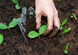 حاصلخیزی خاک و تغذیه گیاه - شرکت سپید خوشه نقش جهان