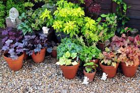 Perennials For Container Gardens The