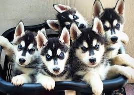 Animal is friend of people. 11 Things Only Husky Pup Parents Understand Husky Puppy Siberian Husky Husky