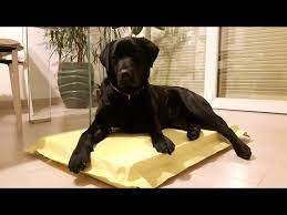 The Indestructible Dog Bed The Last