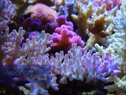 Resultado de imagem para wallpapers of corals