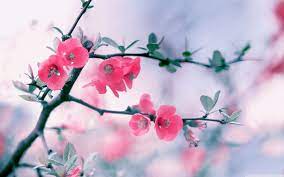 Pink Blossom Flowers, Spring Ultra HD ...