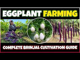 Eggplant Farming Brinjal Cultivation