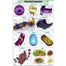 Plant Cell Organelles Chart India Plant Cell Organelles