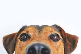 treat ringworm near your dog s eye
