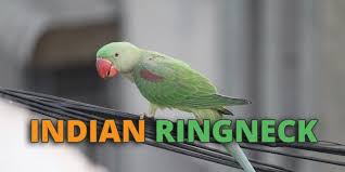 indian ringneck guide for care