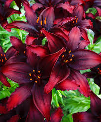 Asiatic Lily Blacklist Bulb