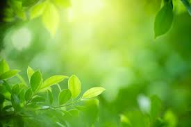 green nature images free on