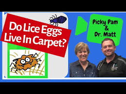 lice eggs live in the carpet