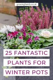 Best Winter Plants For Pots 25