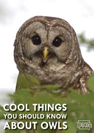 cool things you should know about owls