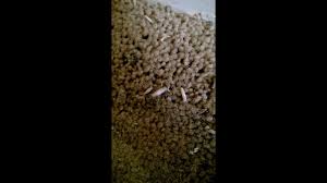 get maggots out of carpet tutorial