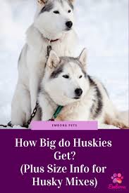 How Big Do Huskies Get Plus Size Info For Husky Mixes