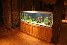 40 gallon aquarium guide best fish