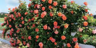 Shrub Rose Care Greenscapes Garden