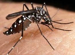 Resultado de imagem para O pÃ¢nico tem nome: dengue