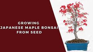 how to grow anese maple from seed