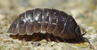 How To Get Rid Of Pill Bugs Diy Roly