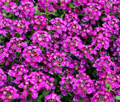 alyssum purple royal carpet seeds