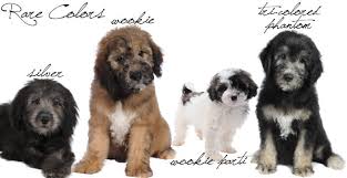 The first picture of each doodle is when they are 3. English Goldendoodle Color Varieties Teddybear Goldendoodles
