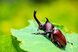 cigarette beetles