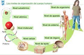 CARPE DIEM". EL RINCÓN DE 6º : Organización de los seres vivos