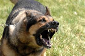 Making the world a better place for dogs. Top 10 Most Dangerous Dog Breeds In The World Sprintally