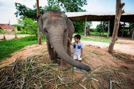 Premium Photo | Little boy who is playing with the baby elephant closely  shows love, the bond between people and elephants.