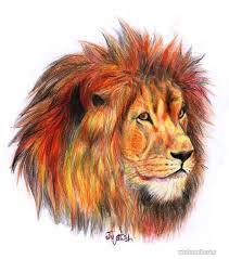 lion color pencil drawing by jyothish ar