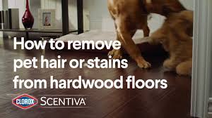 how to remove pet hair or stains from
