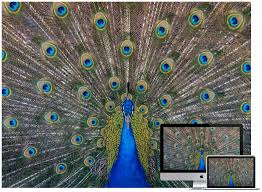 18 beautiful birds desktop wallpapers