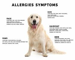 q a with dr quest dog allergies