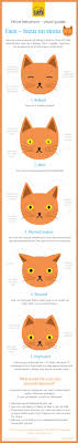 Cat Body Language Cat Behaviour Help Advice Cats