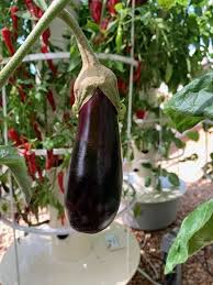 growing aeroponic eggplant aubergines