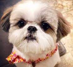 The site showcases the shih tzu with champion shih tzu puppies, shih tzu show dogs, companion shih tzu or pet shih tzu. Purebred Shih Tzu Puppies Near Wisconsin