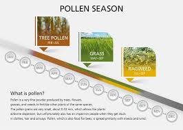 10 Tips For Coping With Allergies Check This Pollen