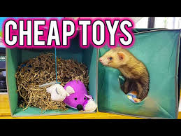 super toys for ferrets you