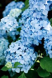 18 stunning blue flowers you ll love