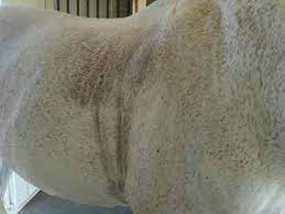 Remove Sweat From Your Horse S Winter