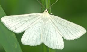 are albino moths rare wildlife welcome