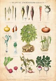 Vintage Botanical Chart Root Vegetable Table Danish