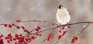 What To Plant For Winter Birds Plant